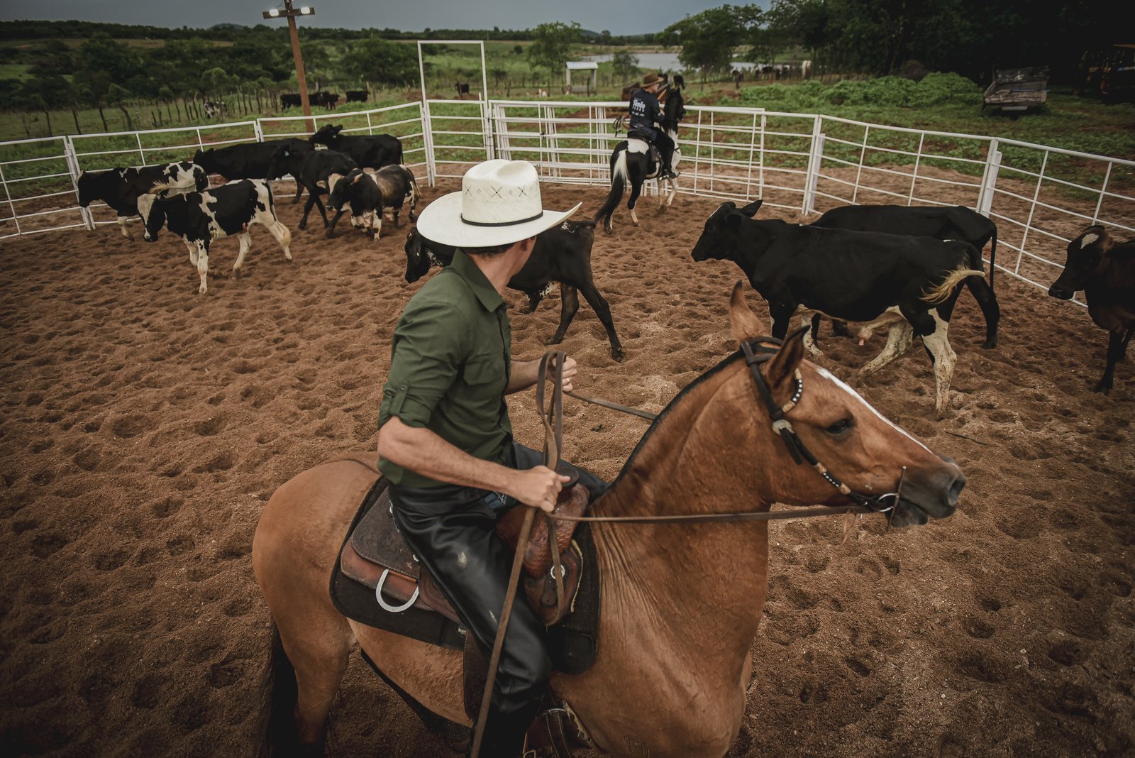 Cavaleiro apartando gado