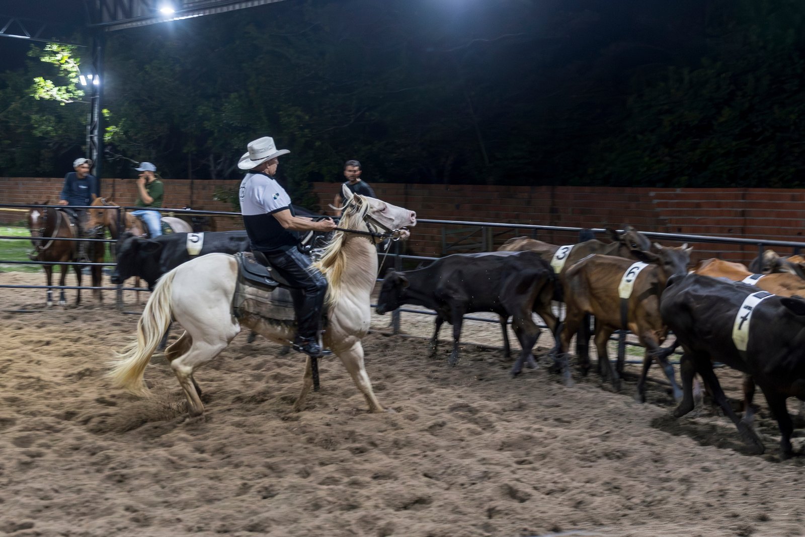Prova noturna de Ranch Sorting